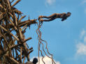 Thumbnail for Land Jumping
